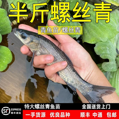 黑皖鱼四大家鱼淡水特大多送10%
