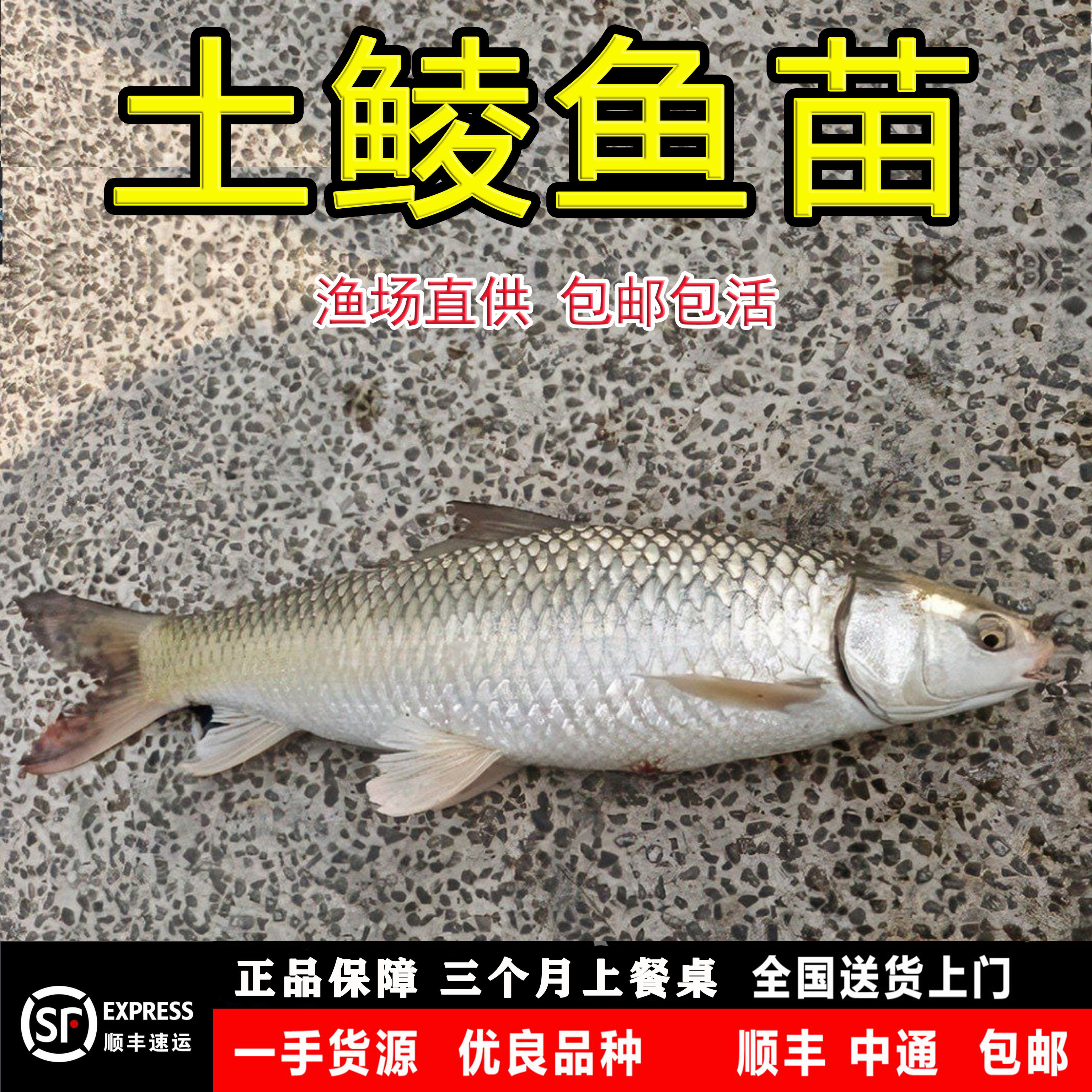 鲮鱼苗土鲮鱼苗麦鲮鱼苗泰鲮鱼苗活体淡水养殖鲜活可食用观赏鱼缸