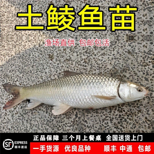 鲮鱼苗土鲮鱼苗麦鲮鱼苗泰鲮鱼苗活体淡水养殖鲜活可食用观赏鱼缸