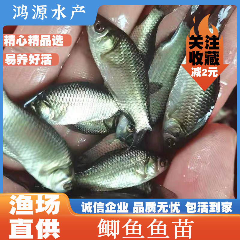 优质鲫鱼苗中科五号工程鲫湘云鲫高背鲫鱼淡水养殖活体草鱼鲤鱼苗
