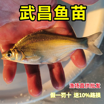 武昌鱼苗淡水养殖食用柳叶三角头鲂团鳊鱼苗活体扁鱼头鲂鱼苗边鱼