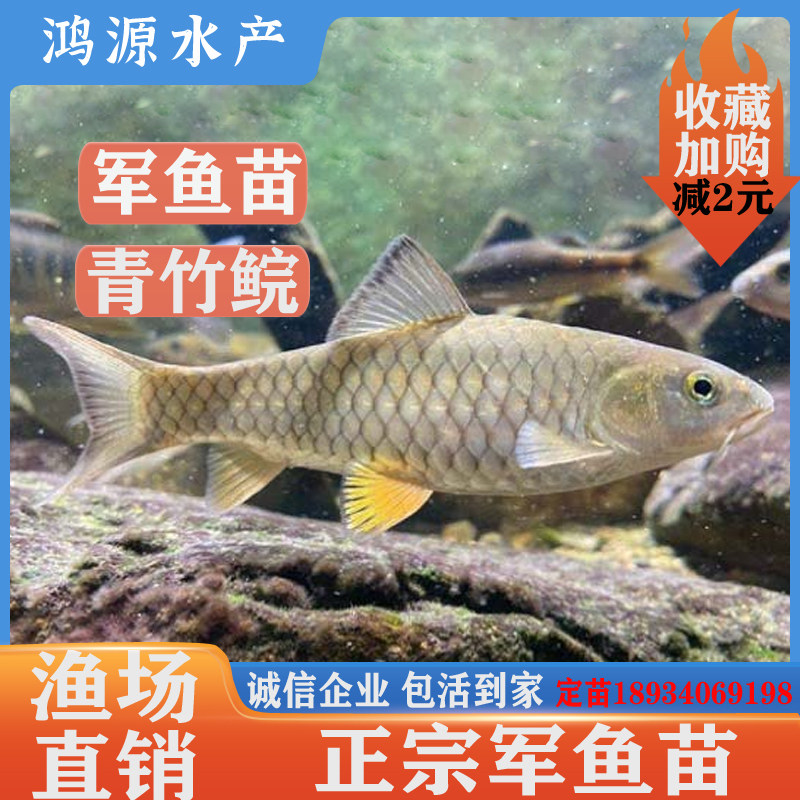 军鱼苗凶猛光倒刺鲃鱼 路亚青竹鲩鱼 淡水养殖黄娟鱼可食用河坚鱼