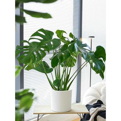 龟背竹大型盆栽水培植物室内客厅大叶绿植好养净化空气四季常青花