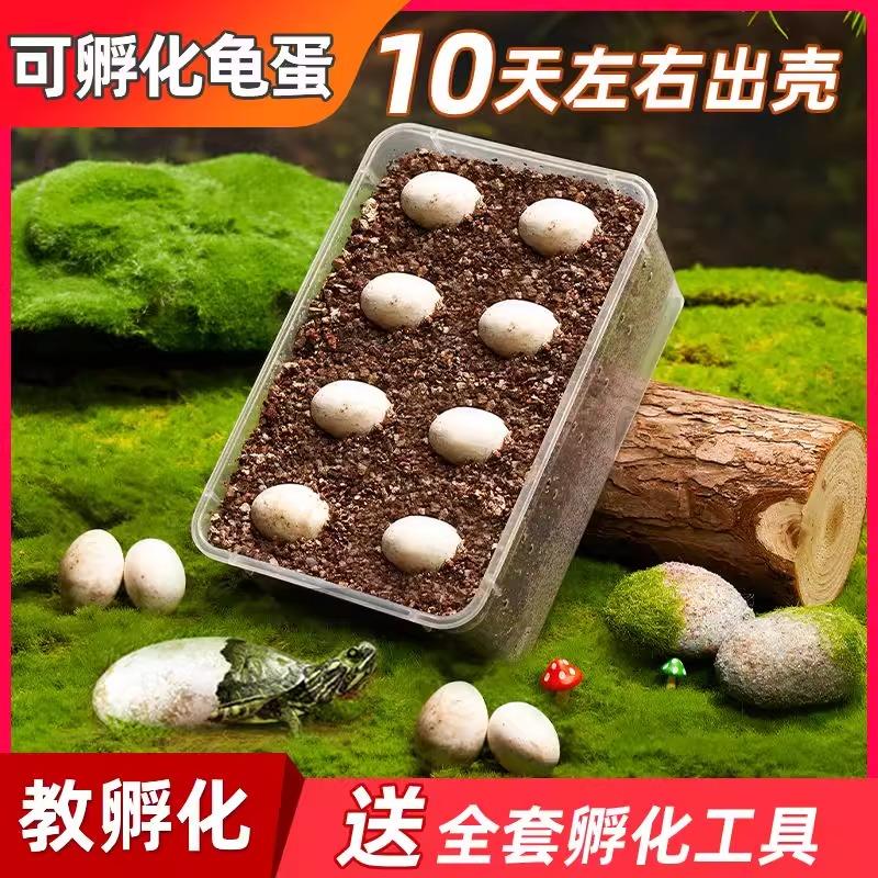 乌龟蛋可孵化乌龟活物草龟小深水龟苗宠物墨龟家养中华草龟认主龟
