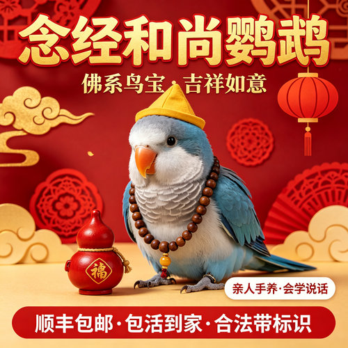 视频选鸟丨蓝和尚鹦鹉手养鸟会说话亲人粘人智商高带合法标识卡
