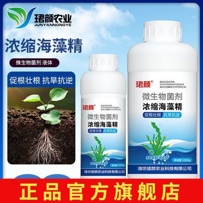 海藻精浓缩液农用生根壮苗剂促生长抗旱抗寒防冻植物通用型