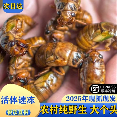 2025现捕纯野生大知了猴金蝉新鲜100只50只活体冷冻结了龟爬叉猴
