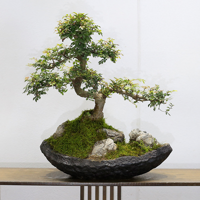 小叶榆树造型老桩盆景
