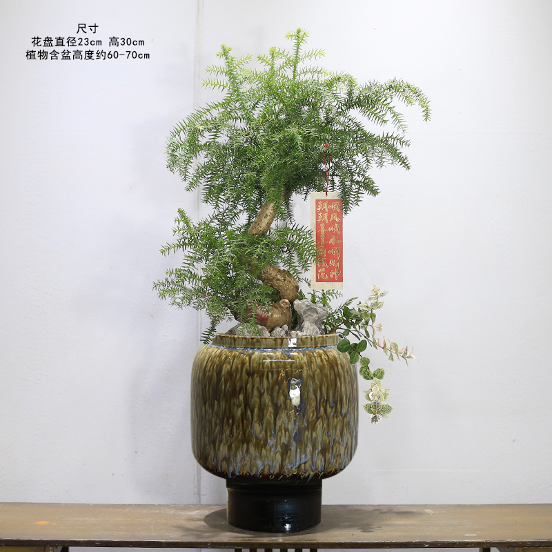 大型澳洲杉不老松盆景