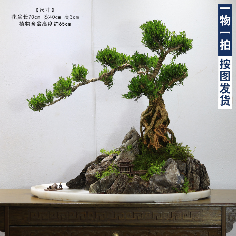 大型皱皮黄杨假山盆景