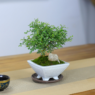 花卉盆景好養 達摩小葉九里香盆栽植物辦公室內迷你小綠植客廳四季