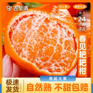 四川春见耙耙柑粑粑柑杷杷柑10新鲜水果年货送礼整箱春节当季桔子