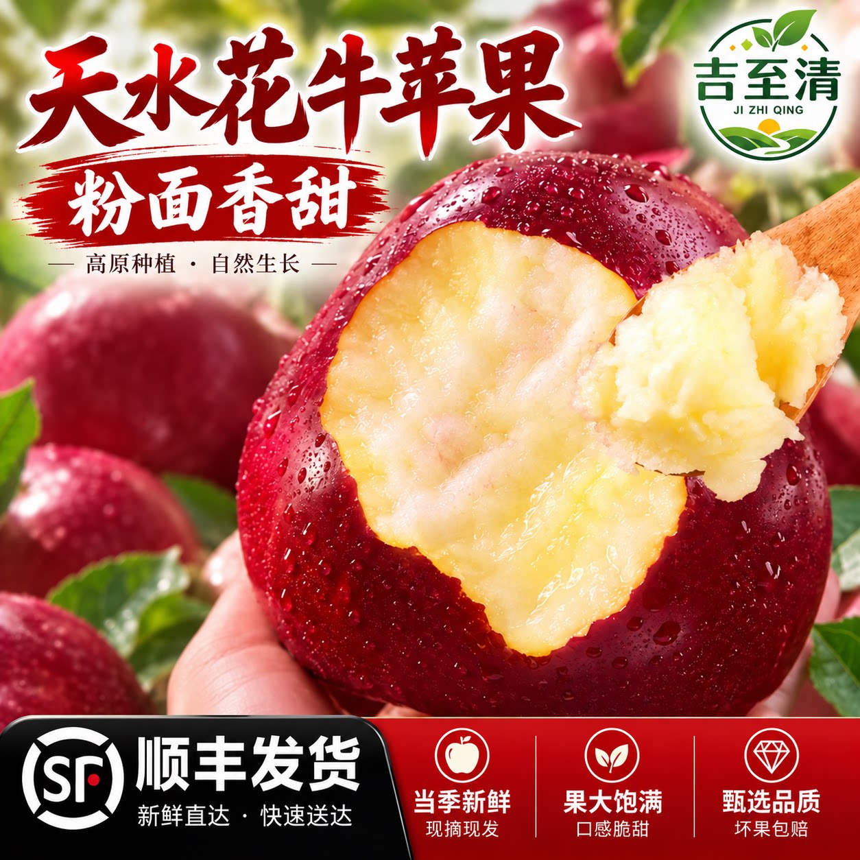 吉至清正宗甘肃天水花牛苹果粉面沙甜宝宝辅食孕妇大果顺丰现摘