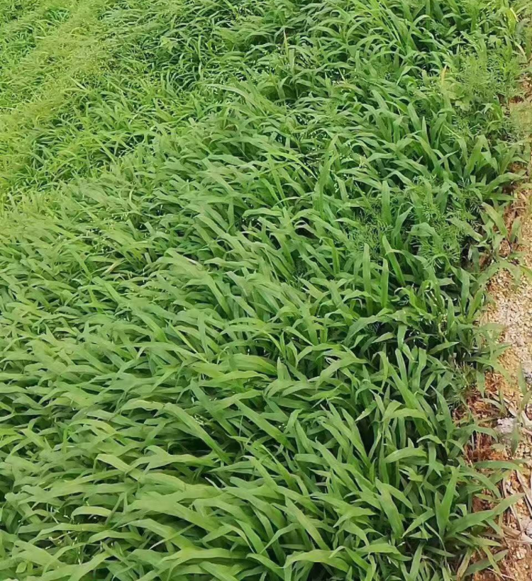 宽叶雀裨宽叶草种籽百喜草草子边坡绿化耐热耐旱耐盐碱护坡草种子