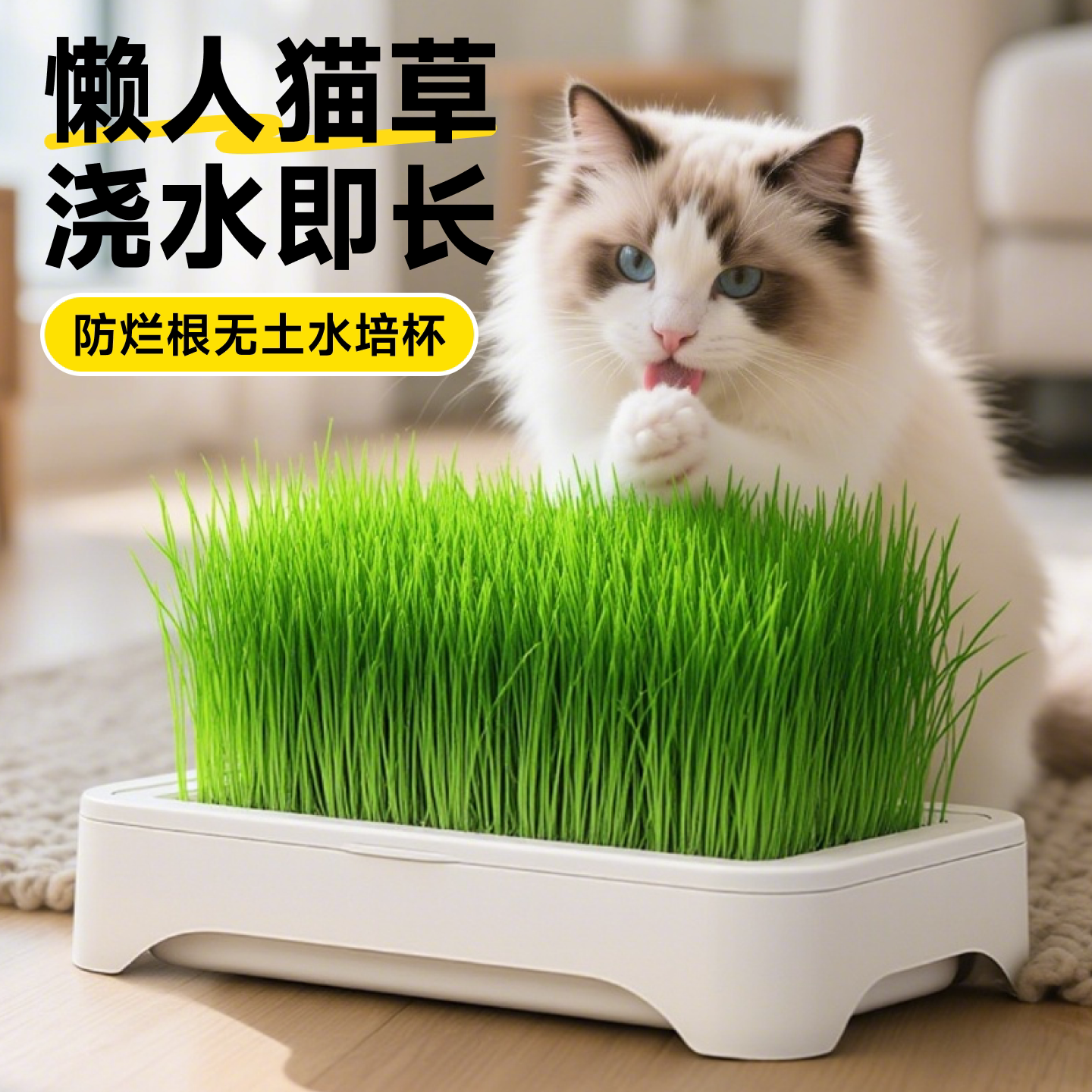 猫草水培盆猫咪专用新鲜猫草自种俘获毛球克星小麦种子懒人专用盆图片