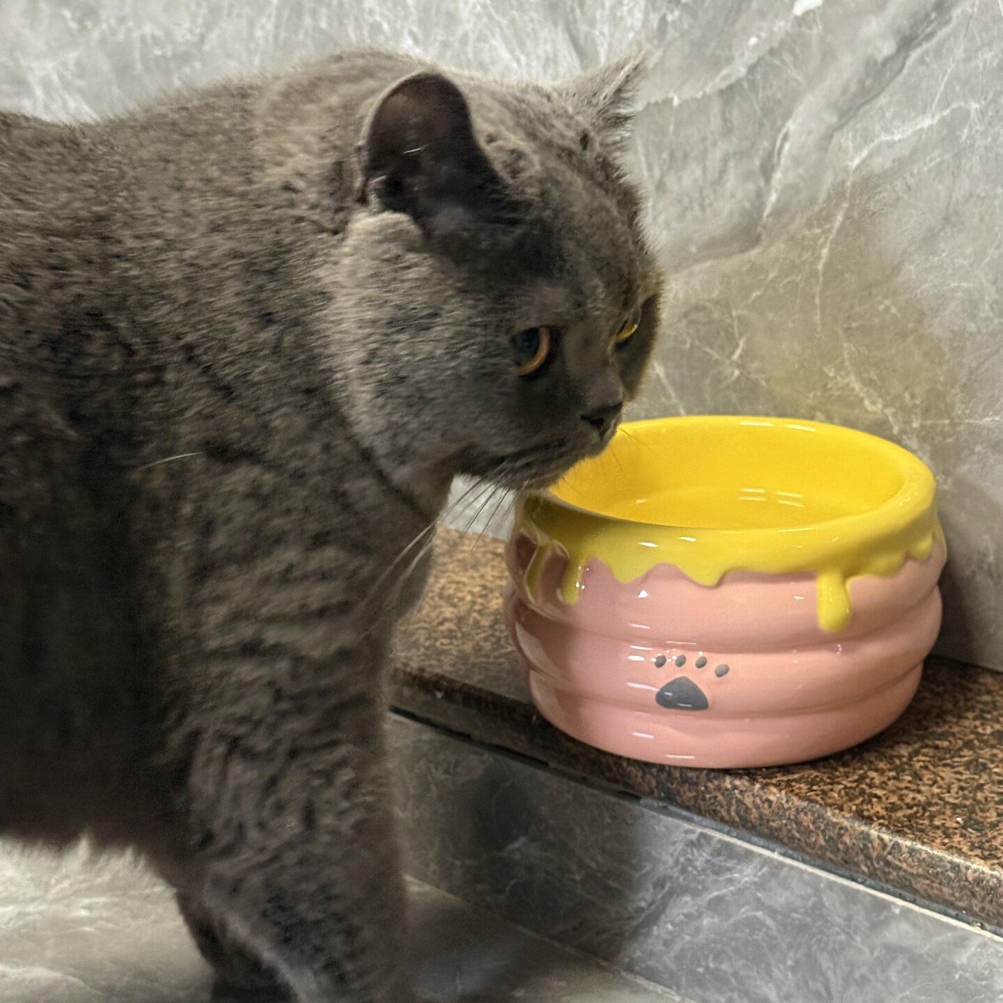 蜂蜜罐猫碗陶瓷猫食盆保护颈椎不易打翻大口径猫粮碗宠物猫咪用品