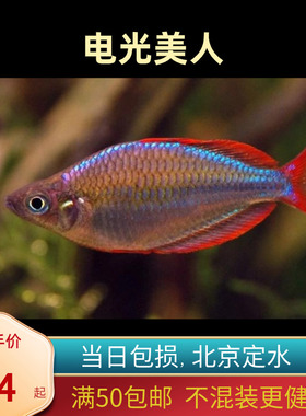 电光美人鱼热带鱼银汉灯鱼进口稀有鱼草缸混养群游鱼大型鱼北京
