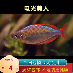 电光美人鱼热带鱼银汉灯鱼进口稀有鱼草缸混养群游鱼大型鱼北京