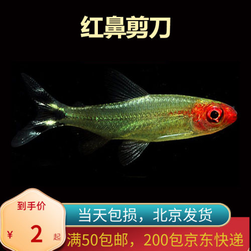 红鼻剪刀群游灯鱼北京发货