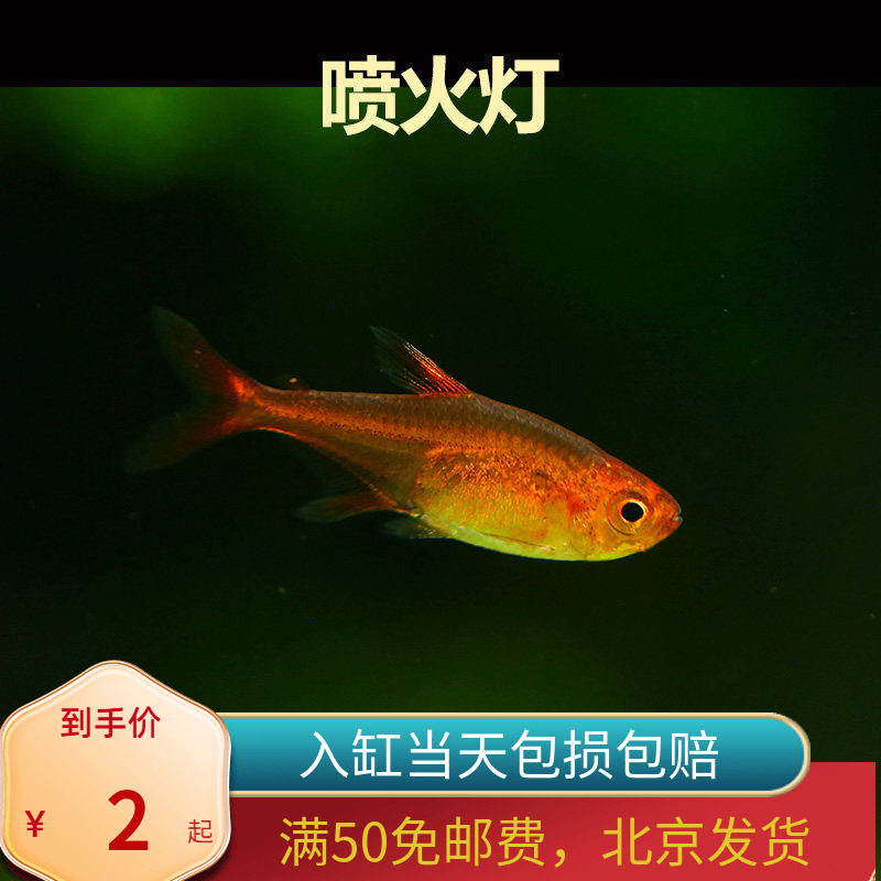 超级喷火灯鱼北京小型草缸观赏鱼淡水新手耐养热带鱼群游南美