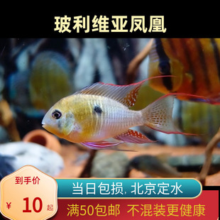 玻利维亚凤凰 热带鱼观赏鱼慈鲷淡水鱼小型鱼南美原生鱼北京短鲷