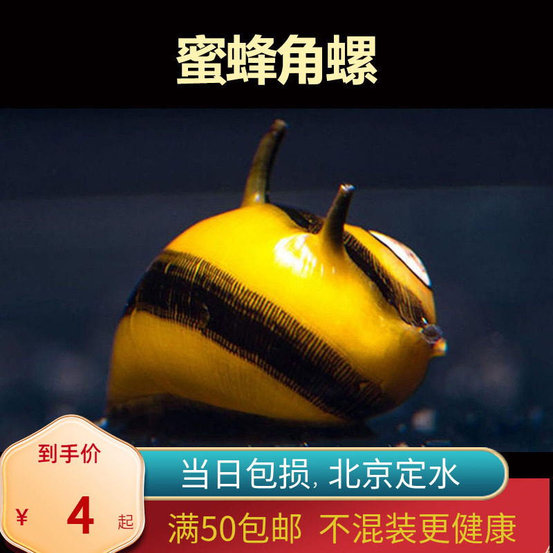 观赏螺蜜蜂角螺黄金斑马洋葱活体螺黑金刚彩蛋螺工具螺清洁除藻螺