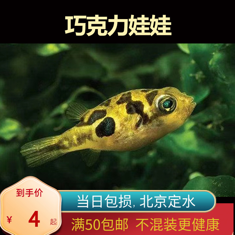 巧克力娃娃除螺河豚入门草缸淡水鱼除藻鱼工具鱼北京包邮鼠鱼