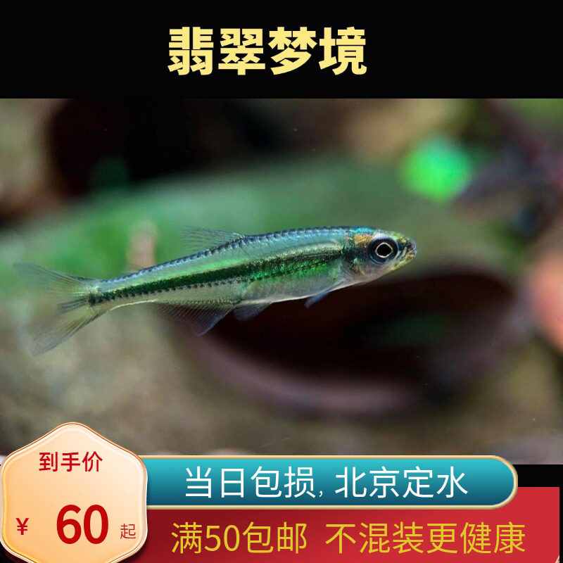 翡翠梦境灯鱼小型灯鱼热带鱼南美高端草缸鱼观赏鱼北京嘟嘟水族