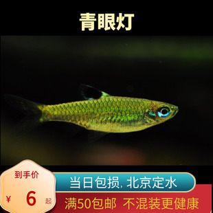 青眼灯一点群游灯鱼东南亚进口小型灯科群游鱼草缸灯鱼北京高端