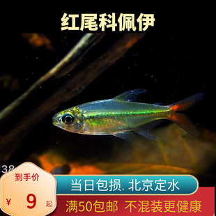 红尾科佩依翠绿南美鱼科配衣稀有高端灯科鱼草缸群游霓虹灯鱼北京