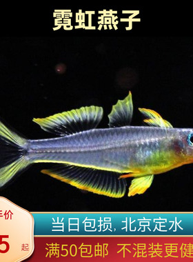 霓虹燕子银汉北京小型草缸观赏鱼新郎官鱼耐养热带鱼群游南美
