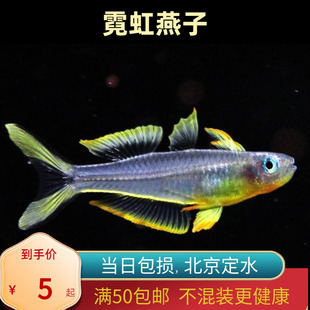 霓虹燕子银汉北京小型草缸观赏鱼新郎官鱼耐养热带鱼群游南美