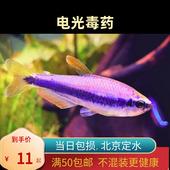 电光毒药兰帝王北京小型草缸观赏鱼淡水新手耐养热带鱼群游南美
