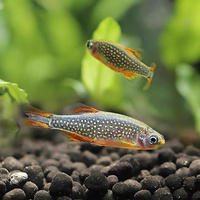 The fiery golden diamond-winged lanternfish is a small grass tank ornamental fish in Beijing. It is a freshwater novice and can be easily raised. It is a tropical fish that swims in South America thumbnail 3