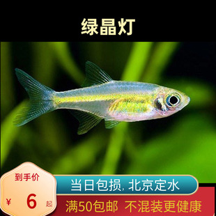 绿晶灯鱼蓝色精灵北京小型草缸观赏鱼淡水新手耐养热带鱼群游南美