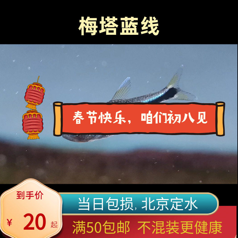 梅塔蓝线灯北京高端小型草缸观赏鱼淡水耐养热带鱼群游南美