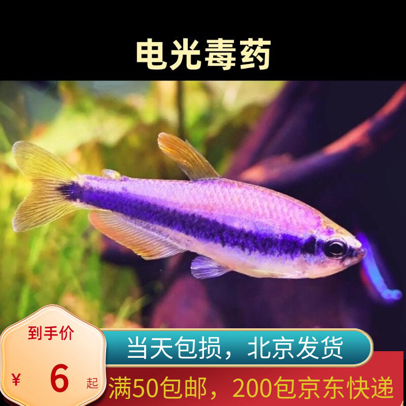 电光毒药兰帝王北京小型草缸观赏鱼淡水新手耐养热带鱼群游南美