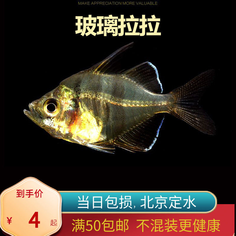 玻璃拉拉鱼北京小型草缸观赏鱼淡水新手耐养热带鱼群游南美透明