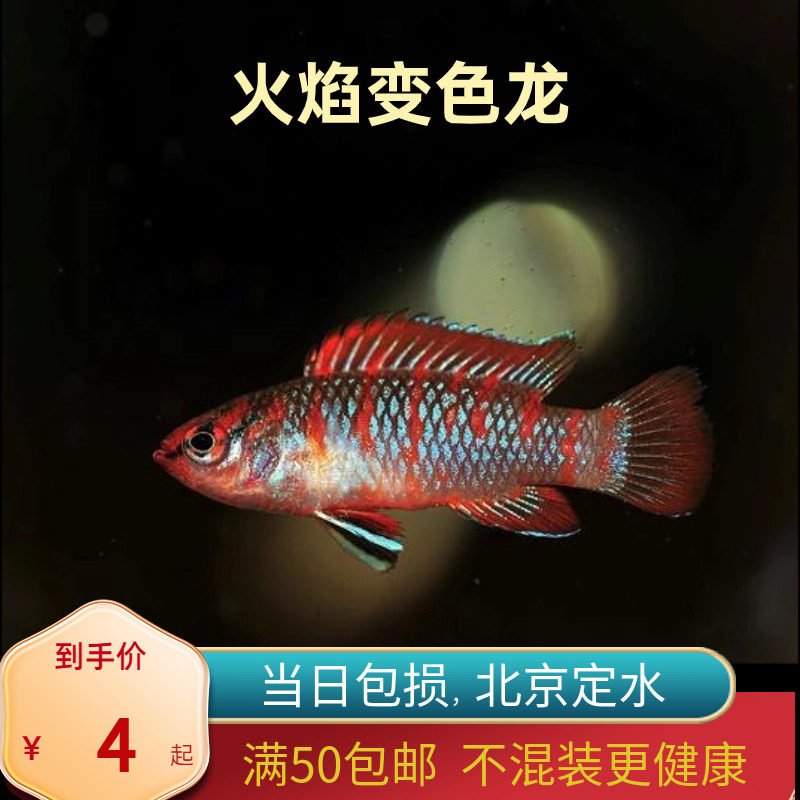 火焰变色小型龙迷腮鱼观赏热带鱼淡水活体鱼水族宠物鱼灯科鱼北京