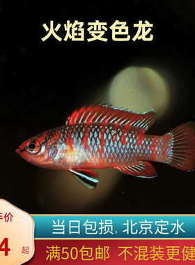 火焰变色小型龙迷腮鱼观赏热带鱼淡水活体鱼水族宠物鱼灯科鱼北京