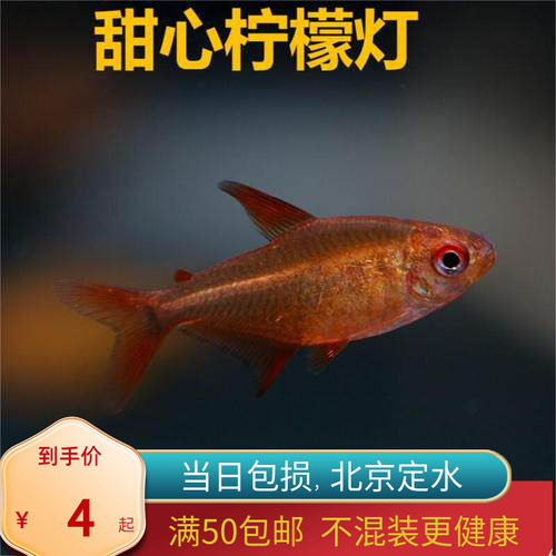 甜心柠檬灯鱼巴西南美灯鱼超级甜心北京热带观赏水草缸群游活体