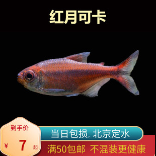 红月可卡南美高端北京小型草缸观赏鱼淡水新手耐养热带鱼群游南美
