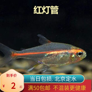 红灯管玻璃霓虹北京小型草缸观赏鱼淡水新手耐养热带鱼群游南美
