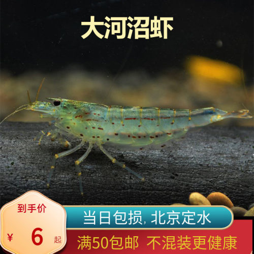 大河沼藻虾水入门草缸淡水鱼除藻鱼台湾北京包邮大和藻虾工具