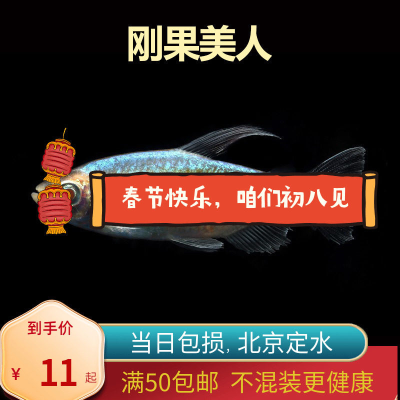 刚果美人石美人蓝北京小型草缸观赏鱼淡水新手热带鱼群游南美