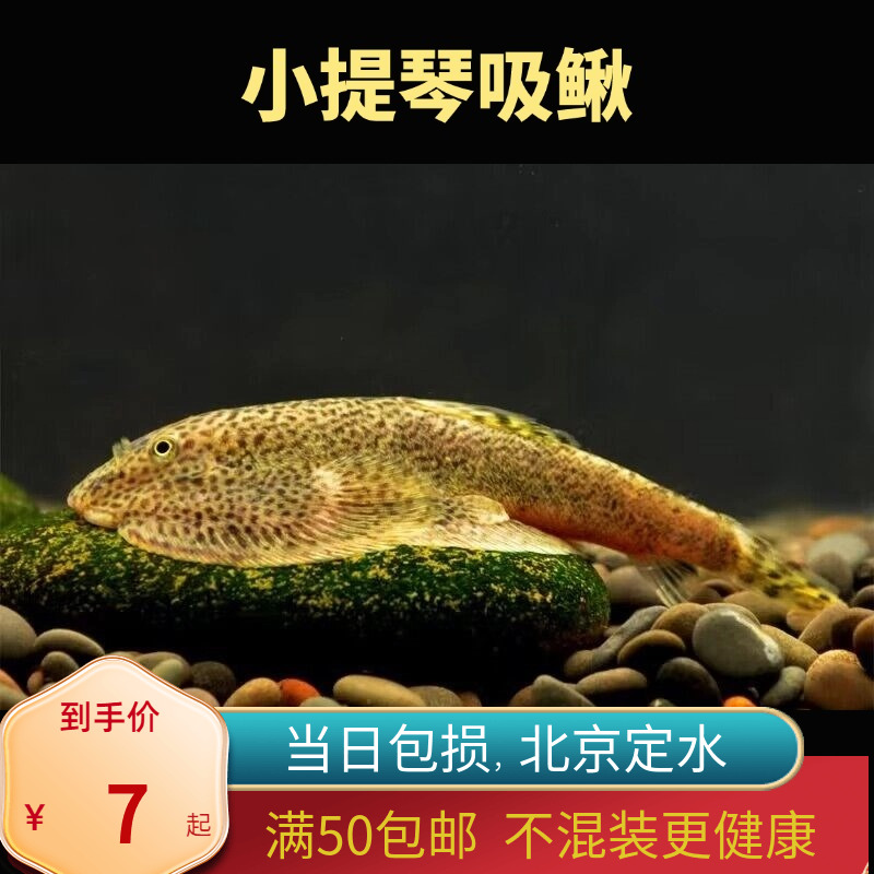 小提琴清道夫鱼贵州爬岩鳅琵琶鼠北京除绿藻草缸冷水工具鱼包邮