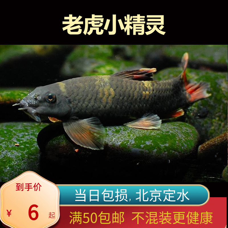老虎小精灵熊猫墨头入门草缸淡水鱼清缸除藻鱼工具鱼北京包邮