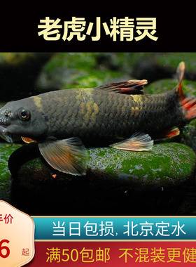 老虎小精灵熊猫墨头入门草缸淡水鱼清缸除藻鱼工具鱼北京包邮