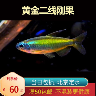 黄金二线刚果美人鱼进口南美州热带鱼淡水小型观赏鱼群游灯鱼嘟嘟