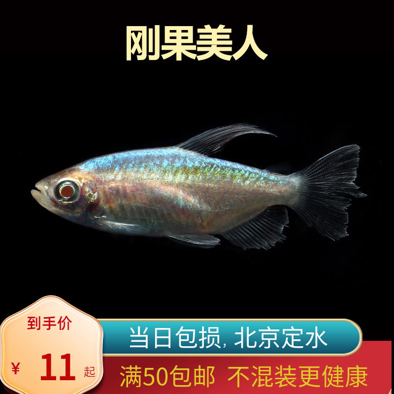 刚果美人石美人蓝北京小型草缸观赏鱼淡水新手热带鱼群游南美